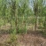 垂柳柳树河边垂柳垂柳小苗垂柳大树占地垂柳规格齐