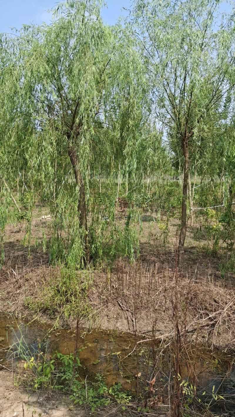 垂柳柳树河边垂柳垂柳小苗垂柳大树占地垂柳规格齐