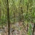 垂柳柳树河边垂柳垂柳小苗垂柳大树占地垂柳规格齐