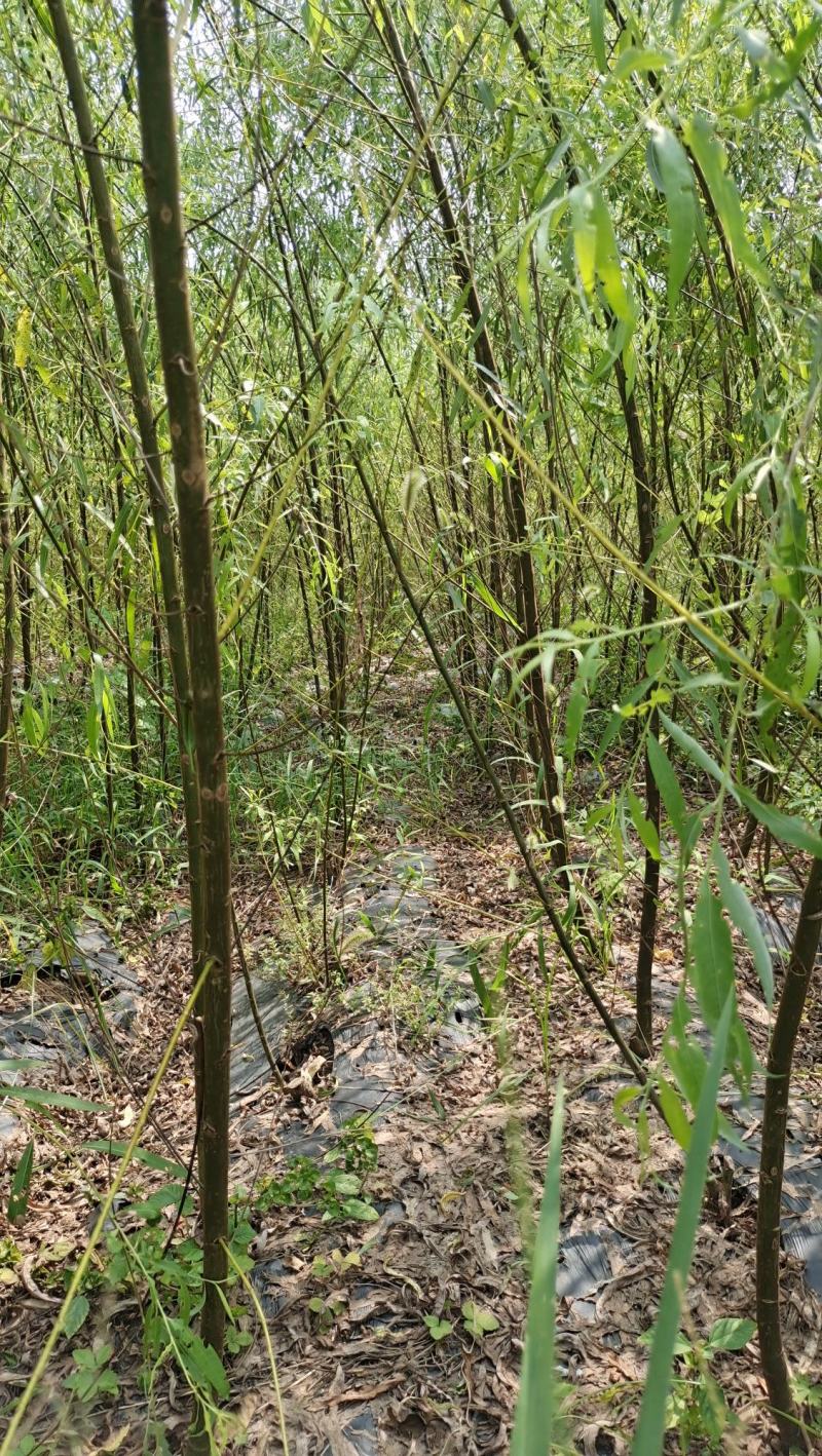 垂柳柳树河边垂柳垂柳小苗垂柳大树占地垂柳规格齐