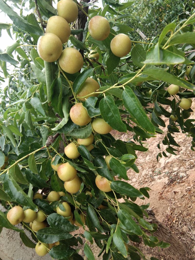 路地冬枣上市了，欢迎老板合作