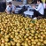 【实力供货】湖北晚秋黄梨个头大口感甜供应全国市场