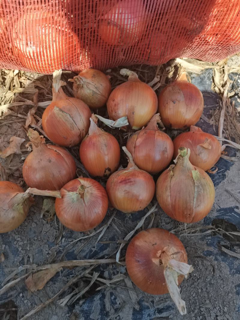 小黄皮洋葱，5-8----6-9公分，品种洋葱常年供应