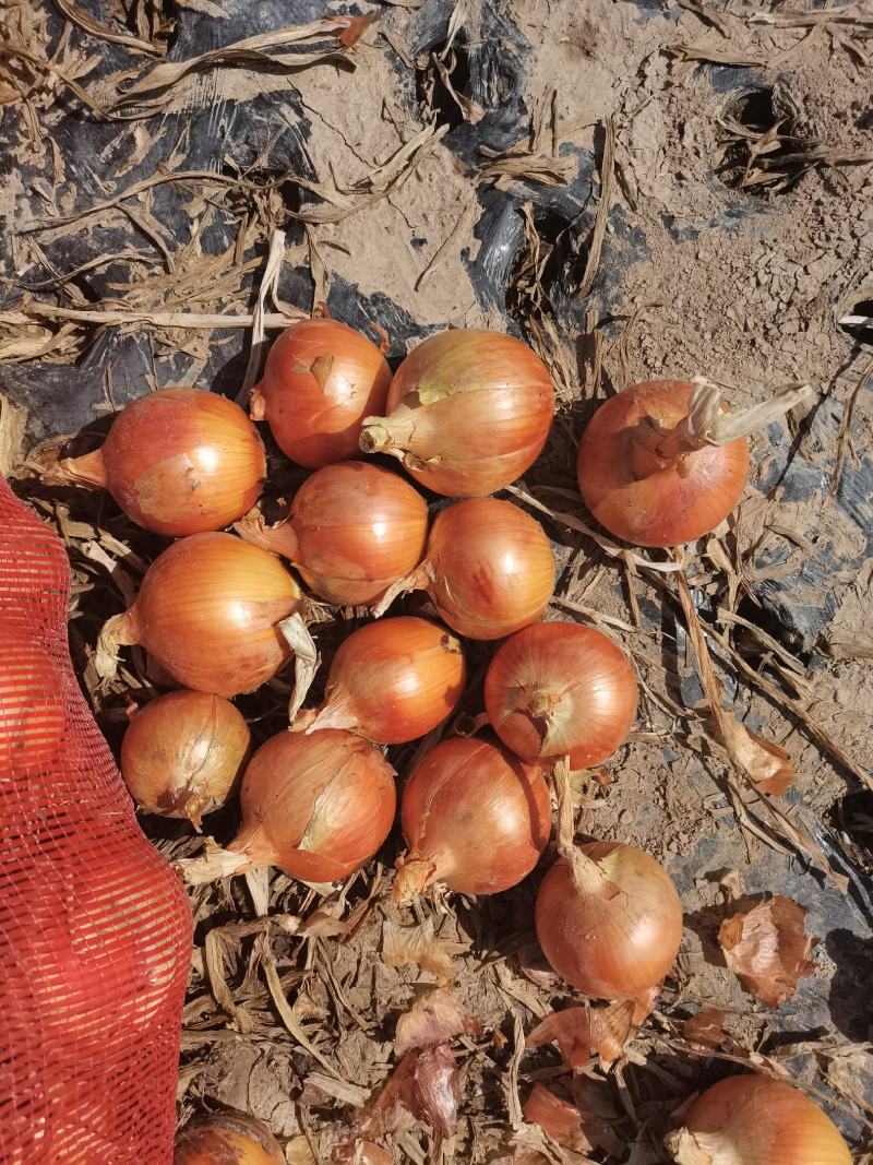 小黄皮洋葱，5-8----6-9公分，品种洋葱常年供应