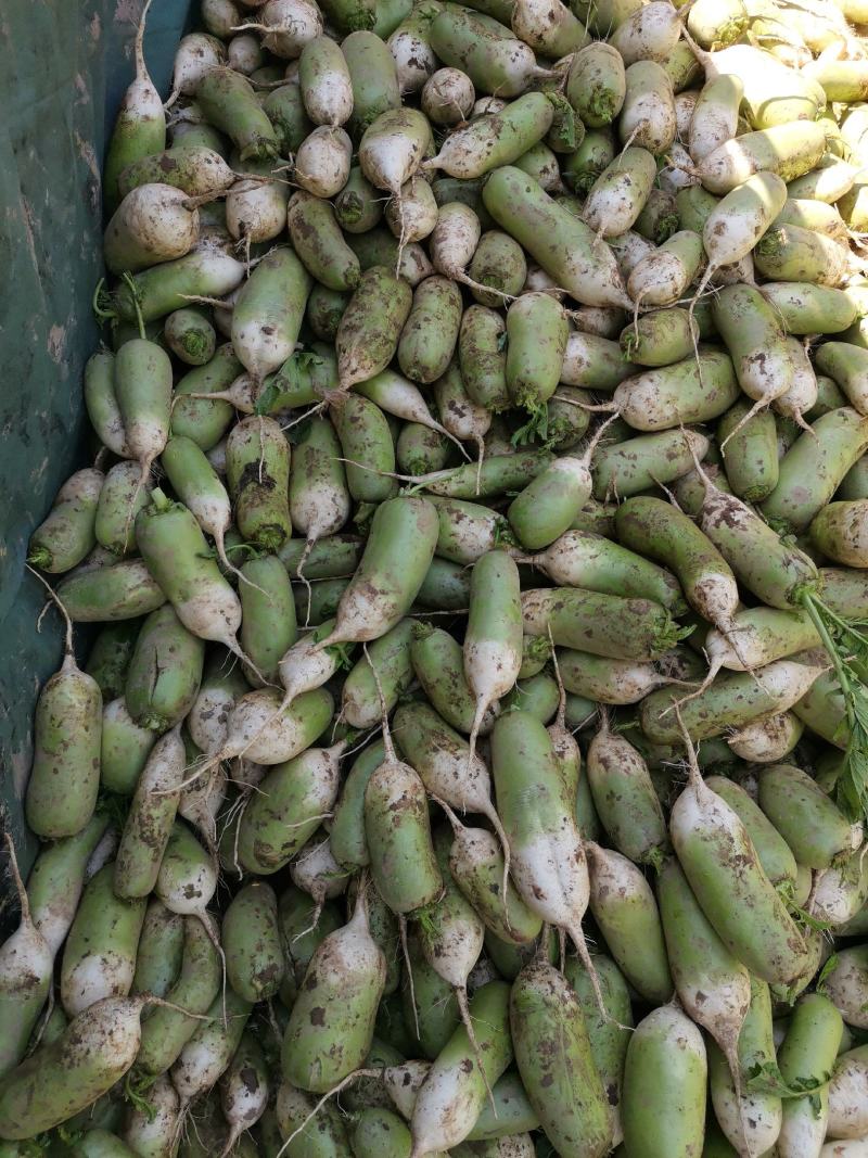 青萝卜精品791萝卜1.5~2斤起，万亩青萝卜种植基地