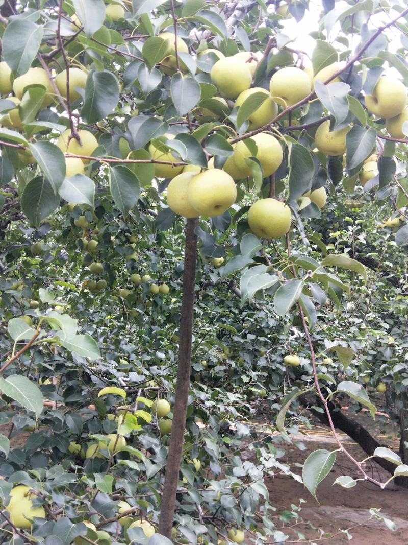 酥梨，光果，半斤六两以上