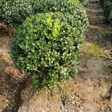 基地出售优质无刺枸骨球，规格80-150公分，四季常青