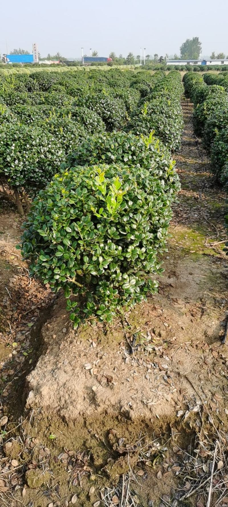 基地出售优质无刺枸骨球，规格80-150公分，四季常青