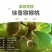 眉县徐香猕猴桃，中国猕猴桃之乡，眉县猕猴桃，酸甜刚刚好