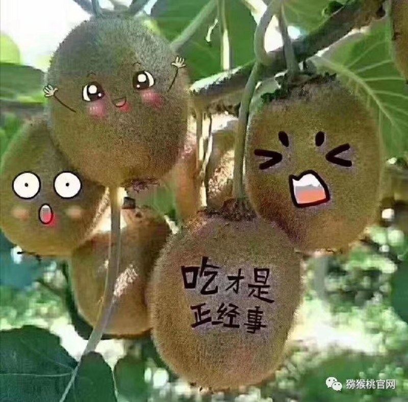 眉县徐香猕猴桃，中国猕猴桃之乡，眉县猕猴桃，酸甜刚刚好