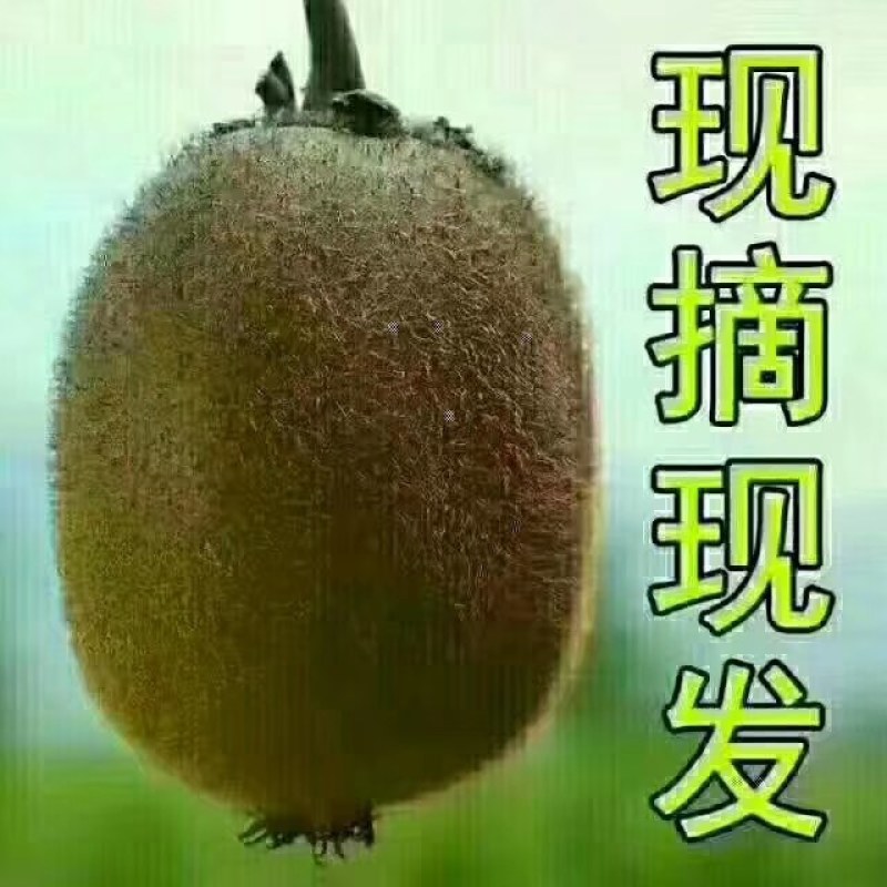 眉县徐香猕猴桃，中国猕猴桃之乡，眉县猕猴桃，酸甜刚刚好