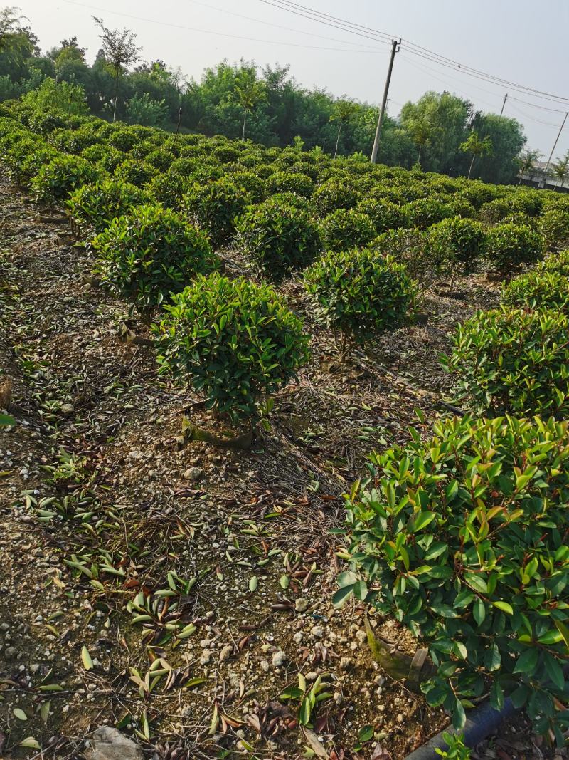 基地直供优质红叶石楠球，红叶石楠规格齐全，球形优美