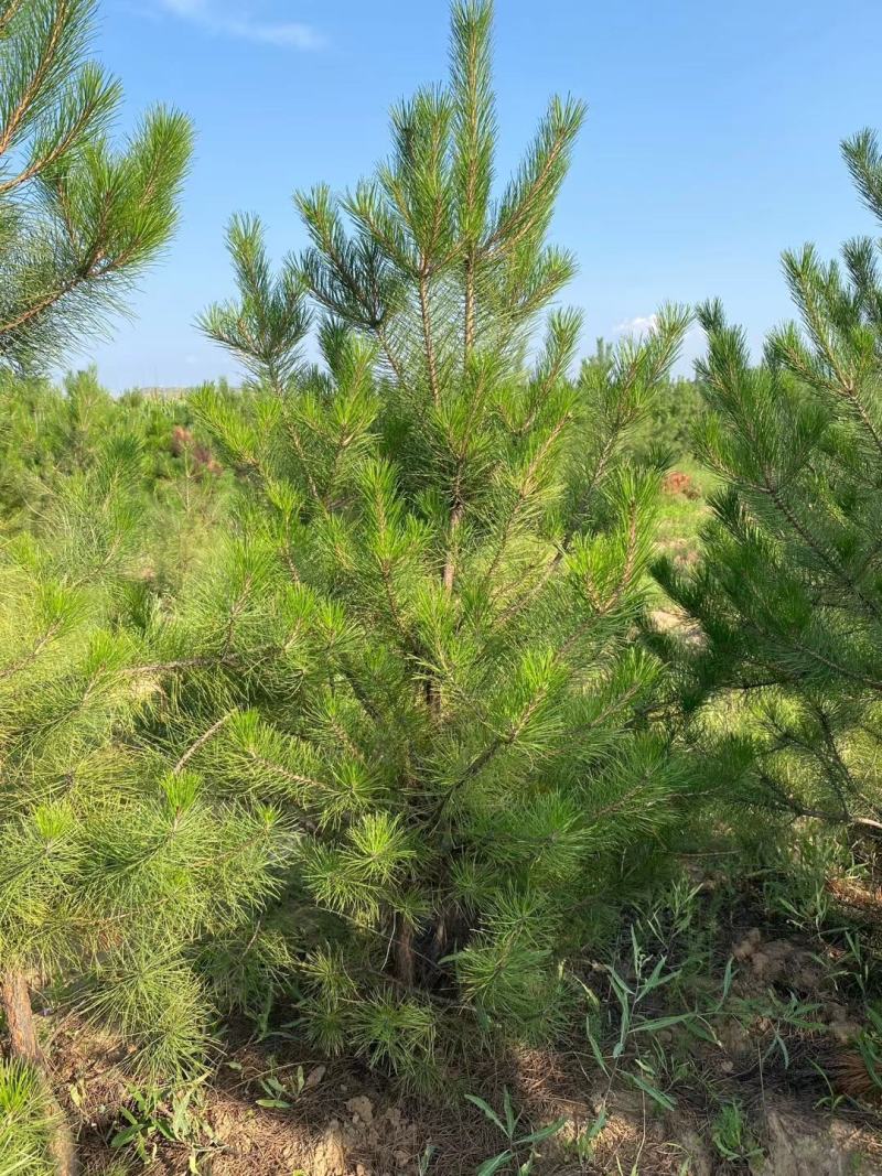 山西油松，绿化苗木，货源充足价格实惠。产地直销。