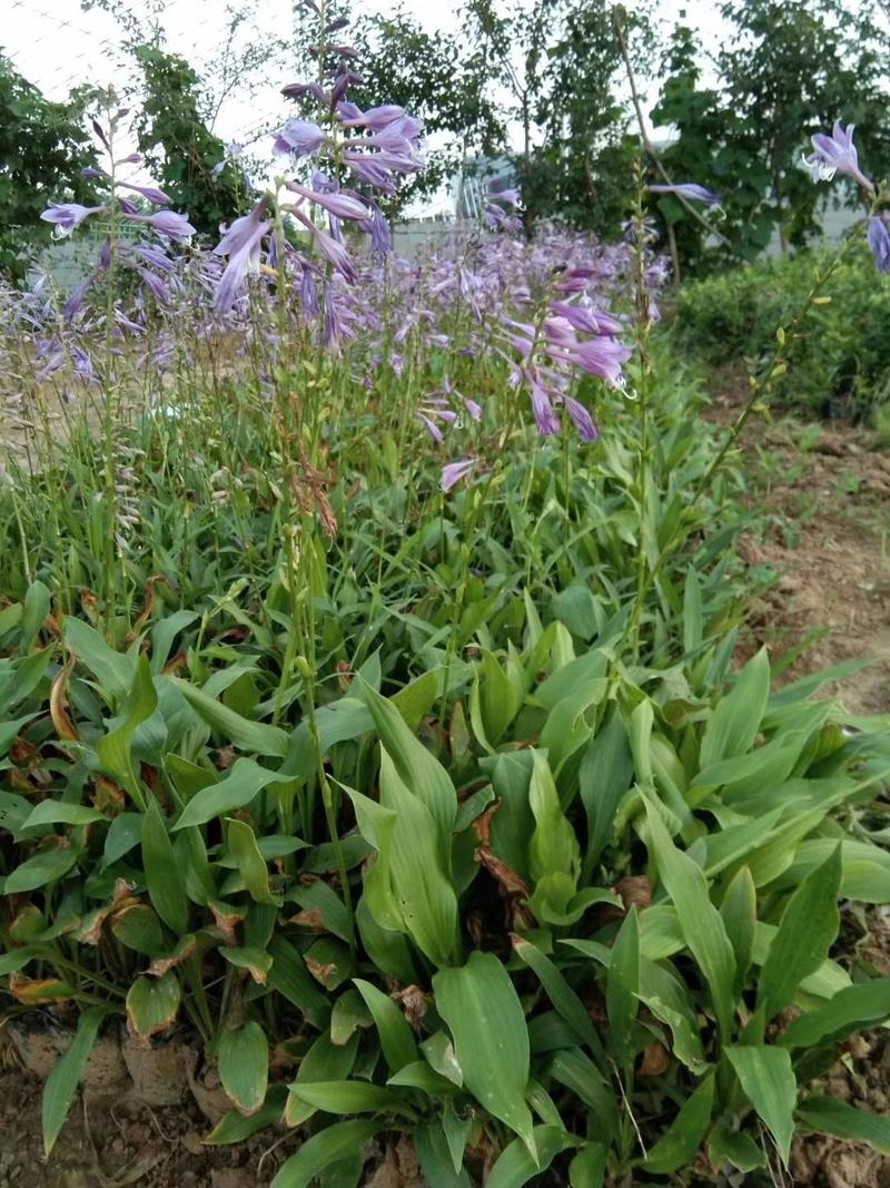 紫花玉簪（自家苗圃货源，质量好价格低，欢迎新老客户致电）