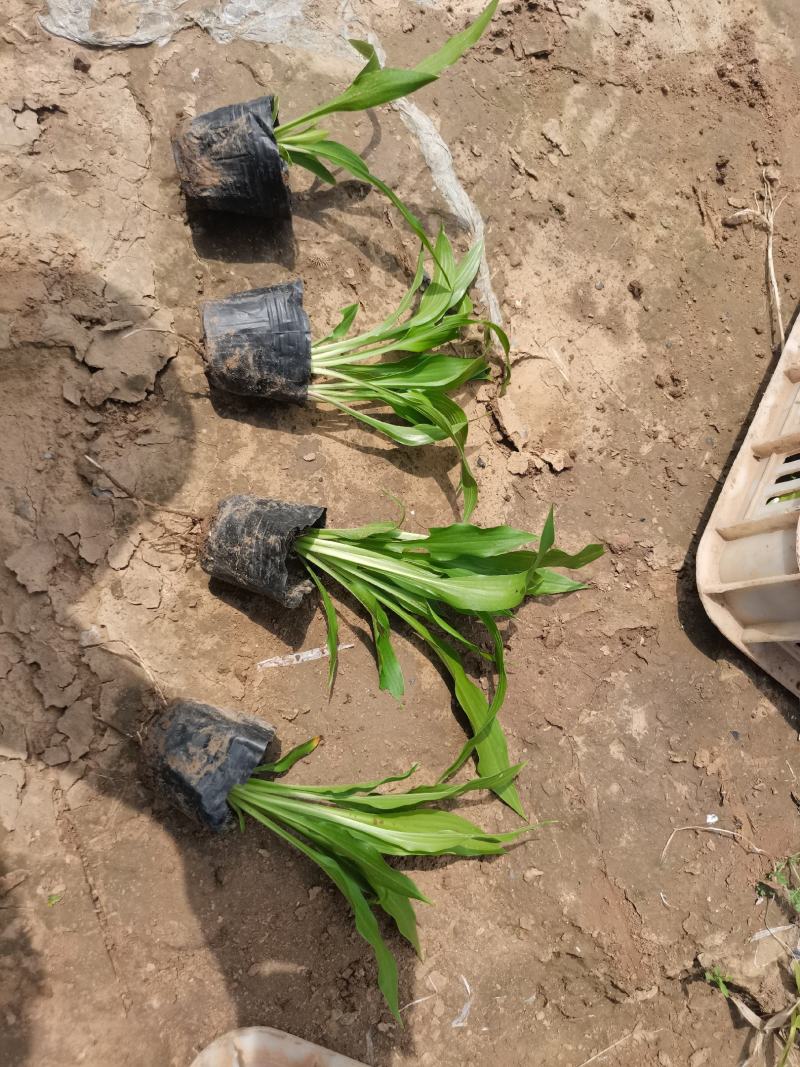 紫花玉簪（自家苗圃货源，质量好价格低，欢迎新老客户致电）