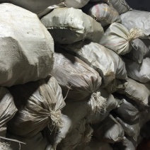 桦树茸一袋500克常年现货供应批发一手货源