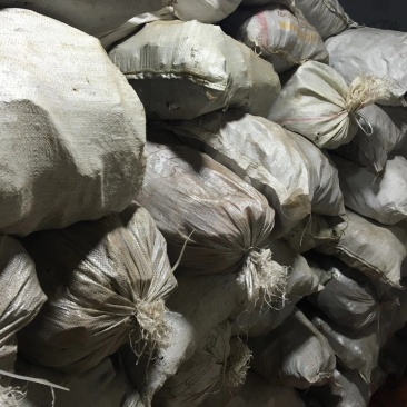 桦树茸一袋500克常年现货供应批发一手货源