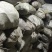 桦树茸一袋500克常年现货供应批发一手货源