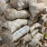 桦树茸一袋500克常年现货供应批发一手货源