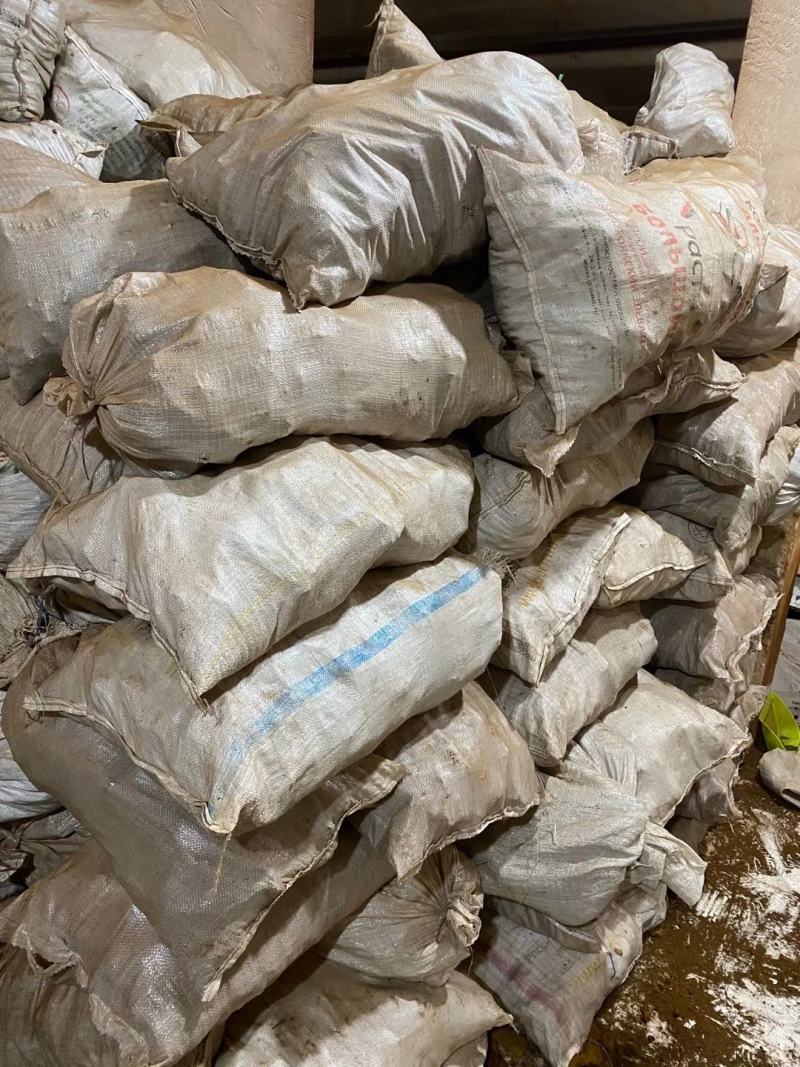 桦树茸一袋500克常年现货供应批发一手货源
