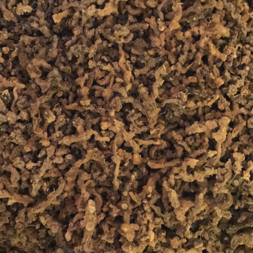 黄精，老虎姜，鸡头参，黄鸡菜