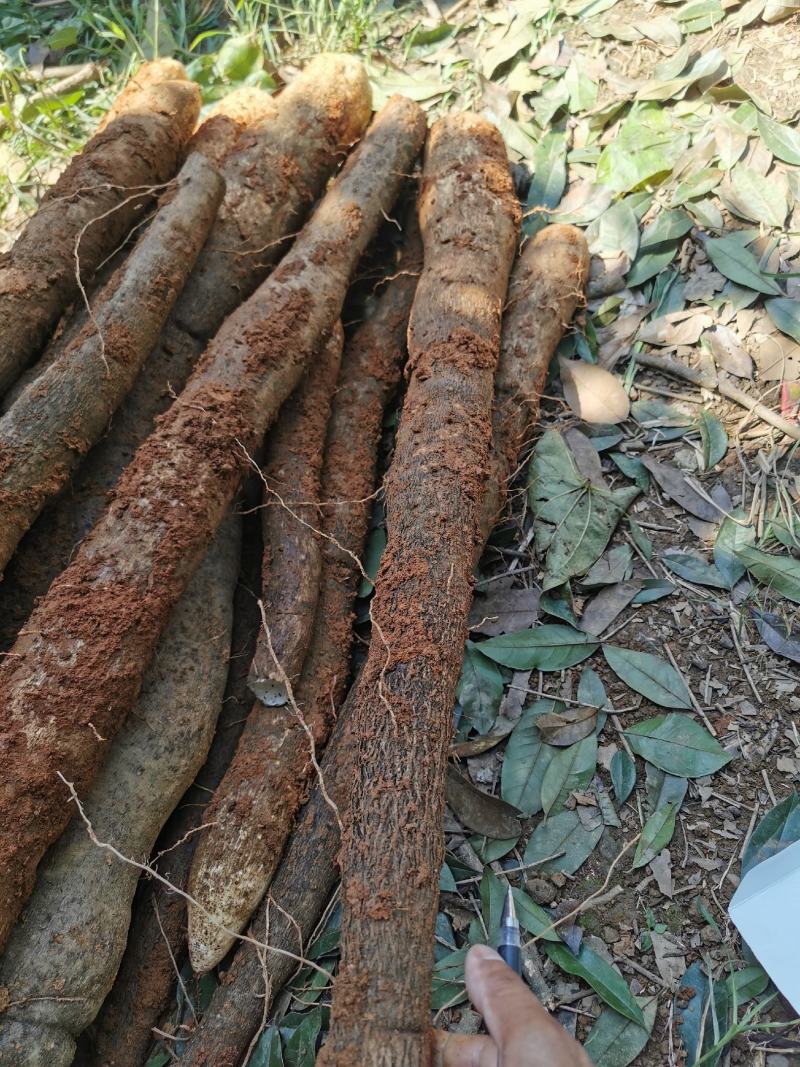 正宗广西山药，现挖现发，新鲜应季山药，量大从优，包质量