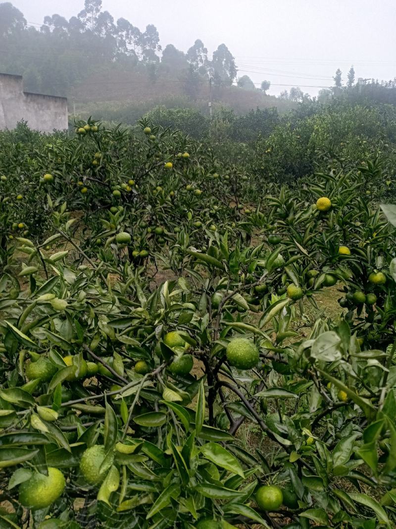 乐山蜜橘现在开卖了，味道很甜的
