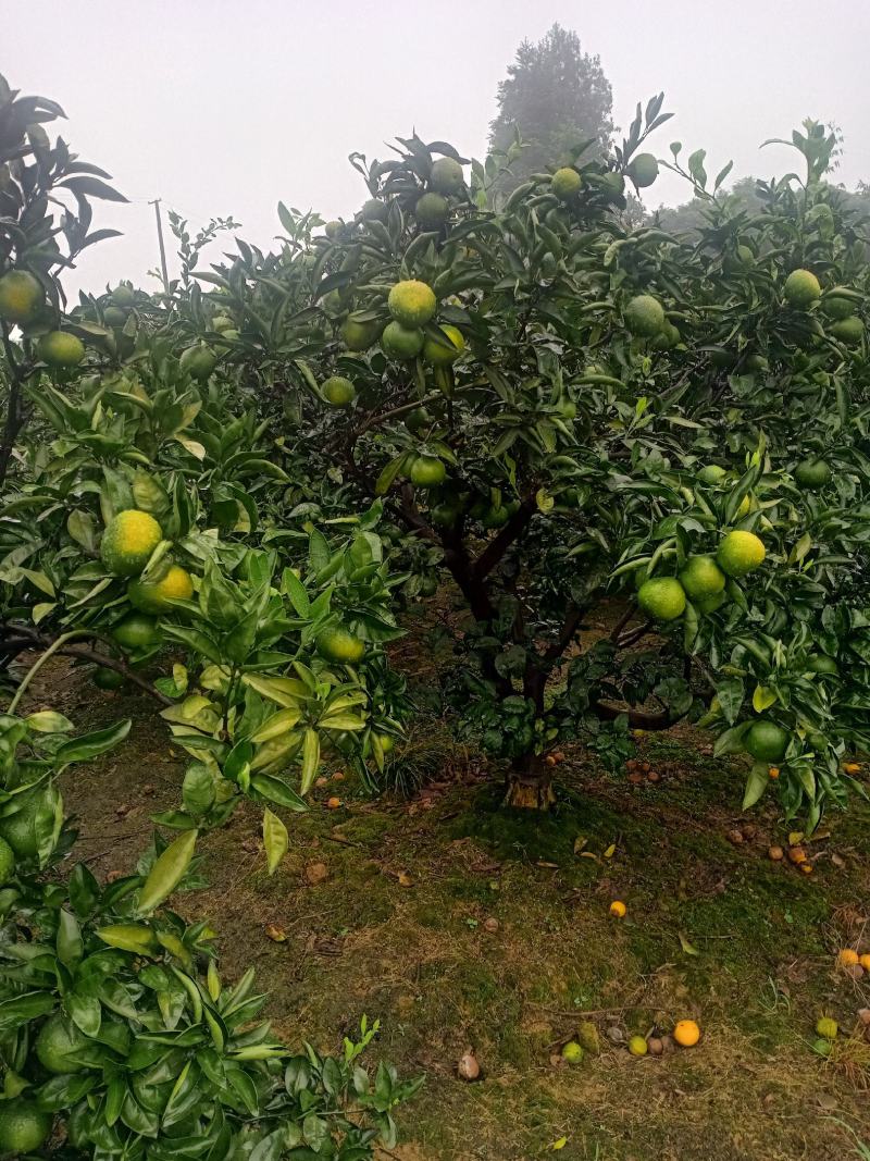 乐山蜜橘现在开卖了，味道很甜的