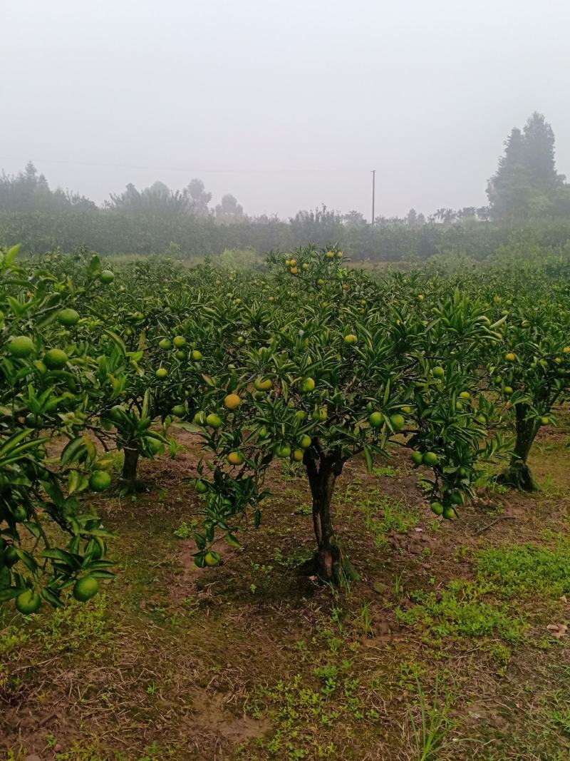 乐山蜜橘现在开卖了，味道很甜的