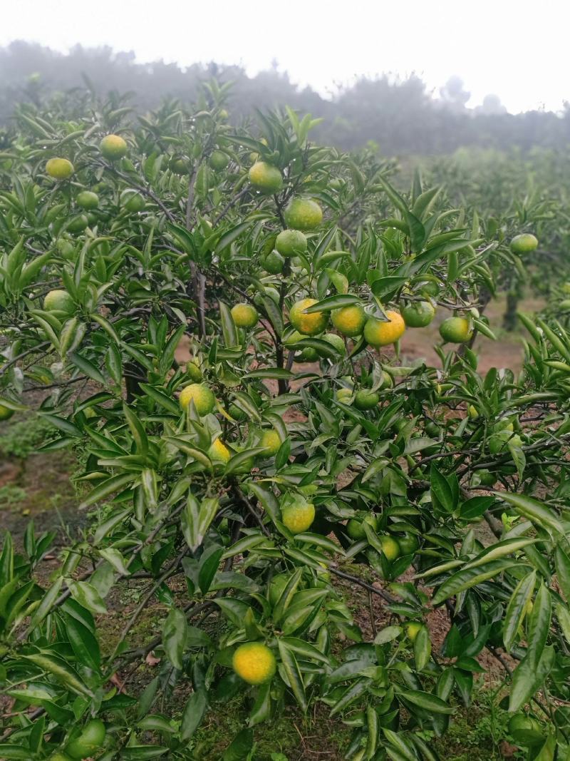 乐山蜜橘现在开卖了，味道很甜的