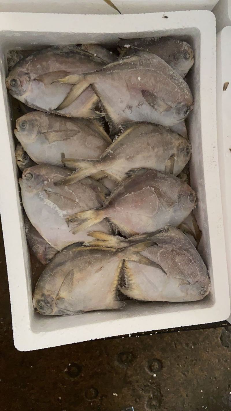 可送上海东海小白鲳鱼，价格优惠，品质保证，大小有