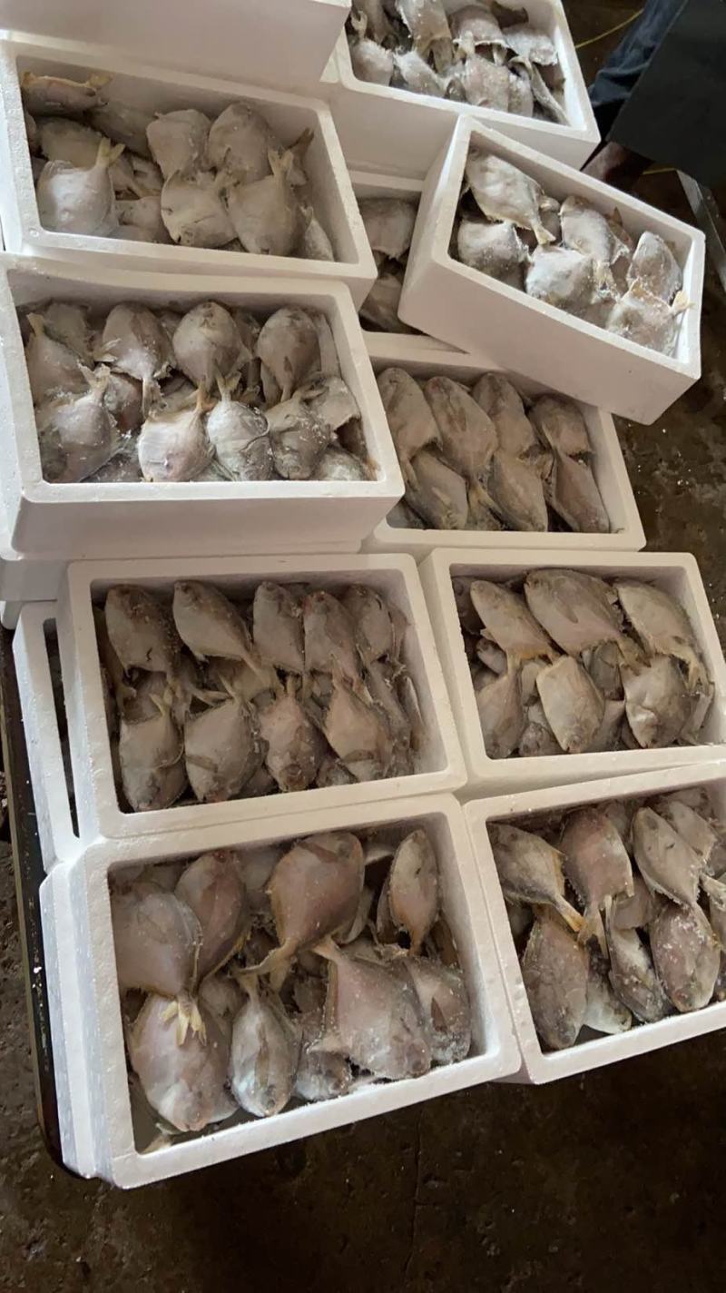 可送上海东海小白鲳鱼，价格优惠，品质保证，大小有