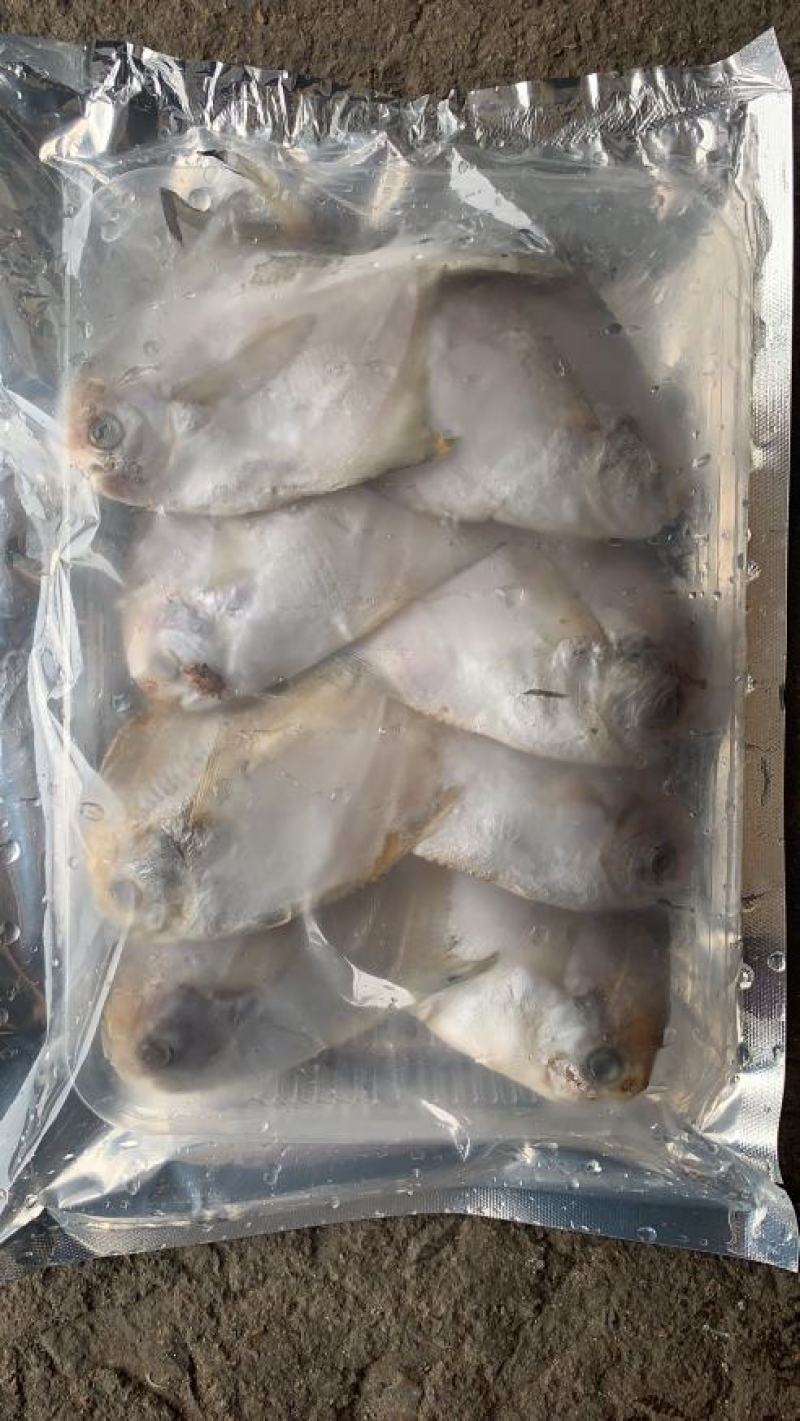 可送上海东海小白鲳鱼，价格优惠，品质保证，大小有