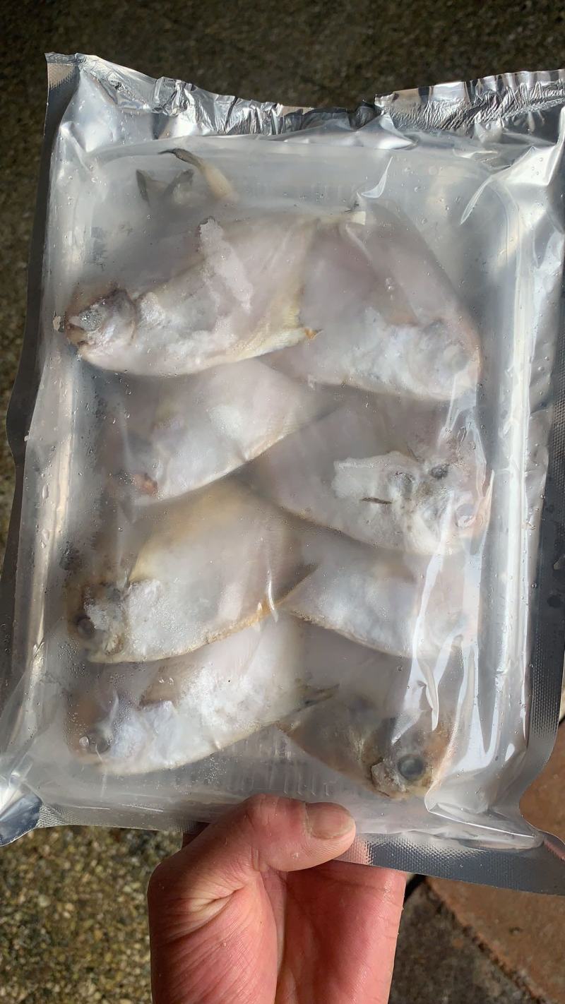 可送上海东海小白鲳鱼，价格优惠，品质保证，大小有