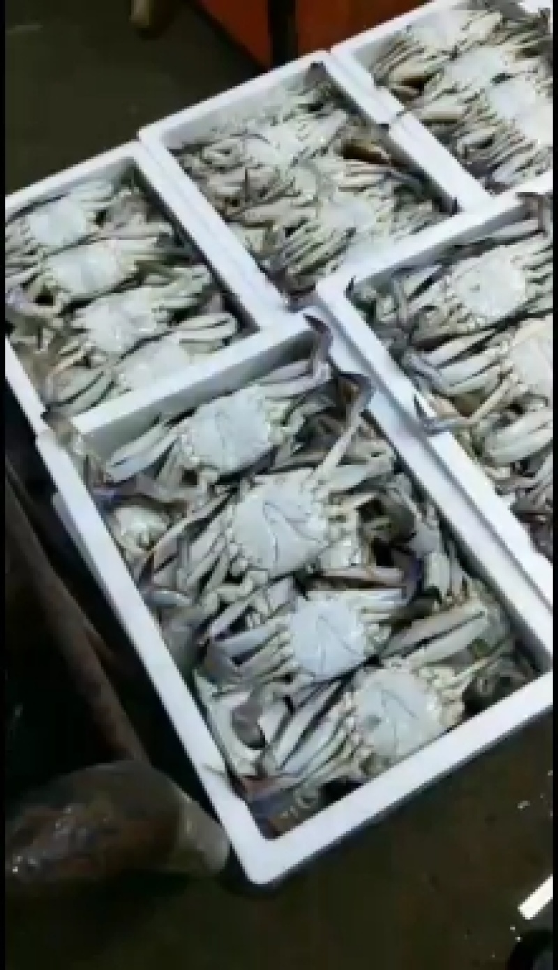 可送上海梭子蟹定制，泡沫箱装，物美价廉，欢迎团购食堂选购