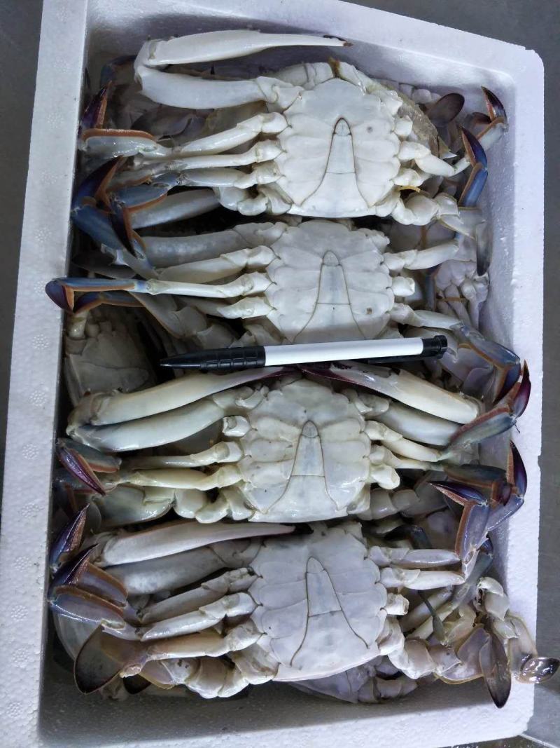 可送上海梭子蟹定制，泡沫箱装，物美价廉，欢迎团购食堂选购