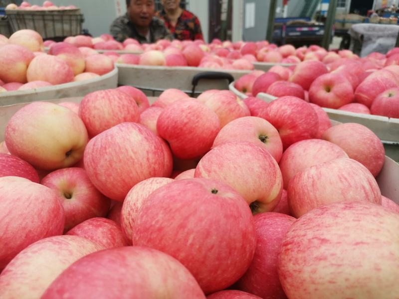 【苹果】栖霞红富士苹果脆甜多汁可实地看货欢迎咨询