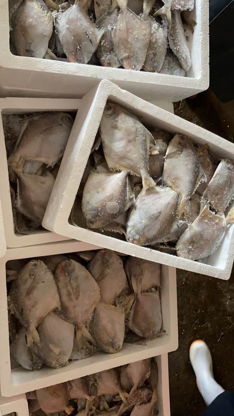 东海鲳鱼货色很好，欢迎新老客户前来咨询订购