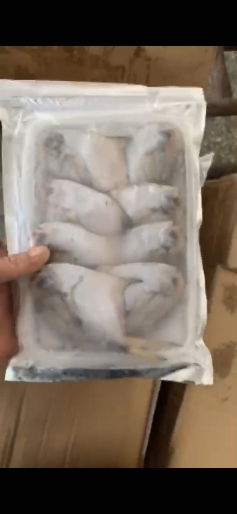 东海鲳鱼货色很好，欢迎新老客户前来咨询订购