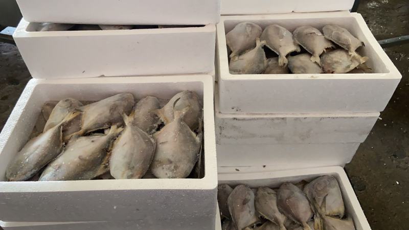 东海鲳鱼货色很好，欢迎新老客户前来咨询订购