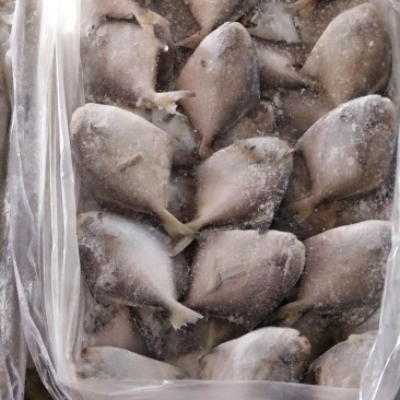 东海鲳鱼货色很好，欢迎新老客户前来咨询订购