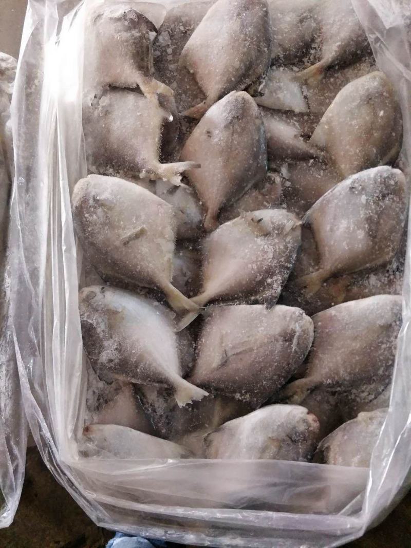 东海鲳鱼货色很好，欢迎新老客户前来咨询订购