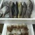 龙头鱼，安康鱼，泥鳅鱼，鲽鱼，红头鱼均有，价格实惠
