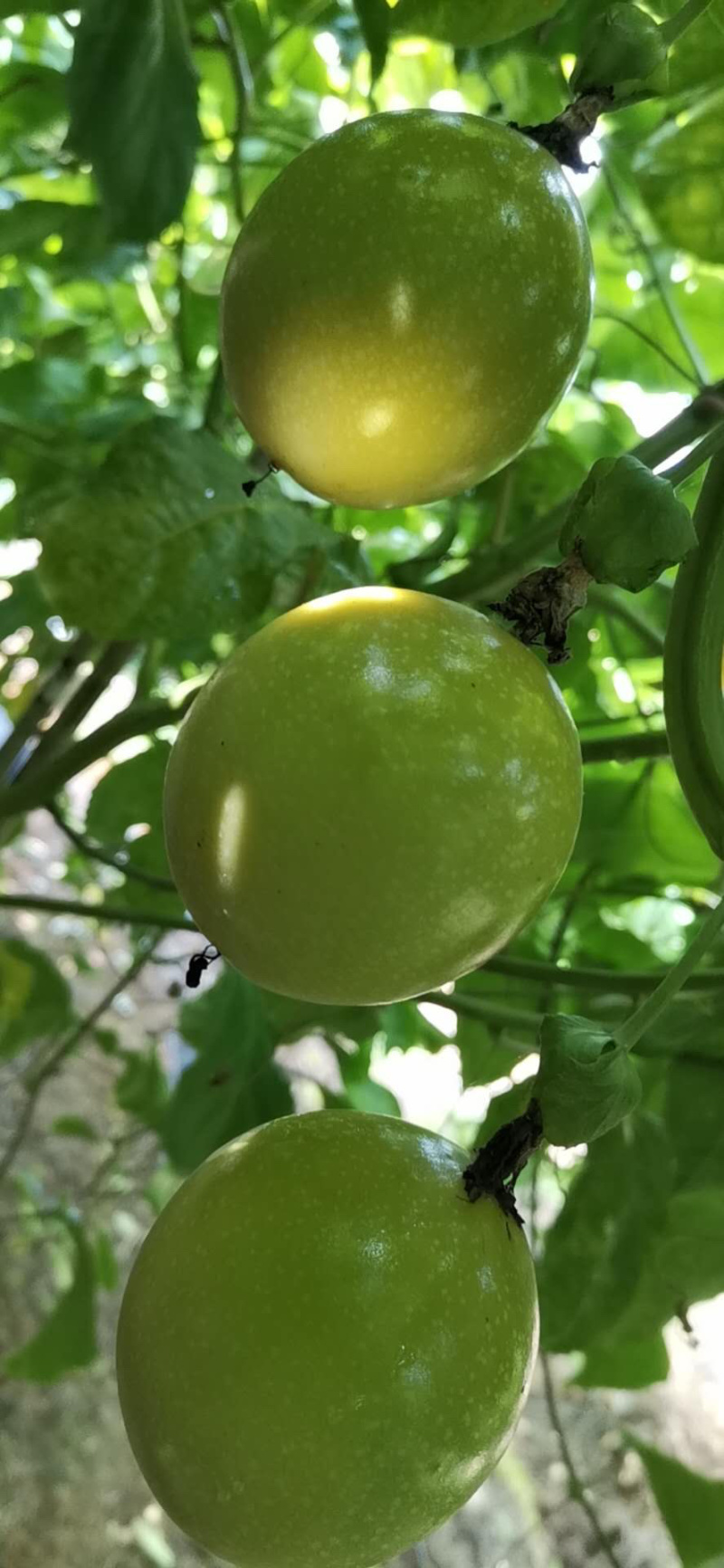 黄金百香果
