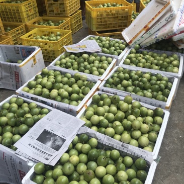 黄金百香果