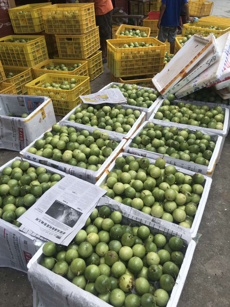黄金百香果