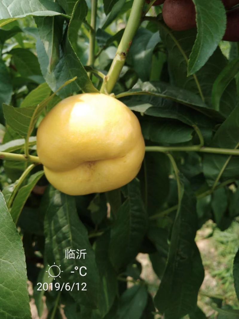 板栗接穗泰安板栗苗新品种花光板栗苗嫁接板栗苗