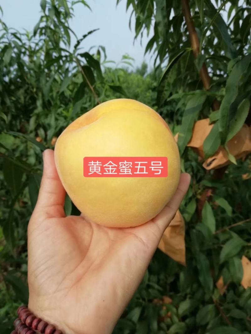 板栗接穗泰安板栗苗新品种花光板栗苗嫁接板栗苗