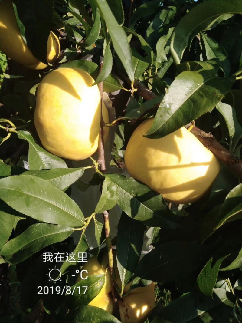 板栗接穗泰安板栗苗新品种花光板栗苗嫁接板栗苗