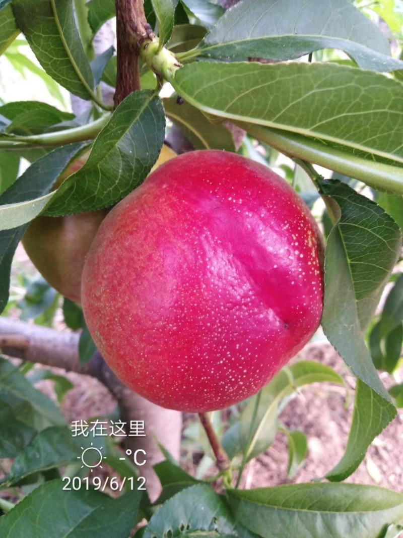 板栗接穗泰安板栗苗新品种花光板栗苗嫁接板栗苗